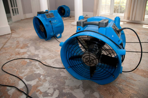 Best Mold removal after water damage  in Castlewood, VA